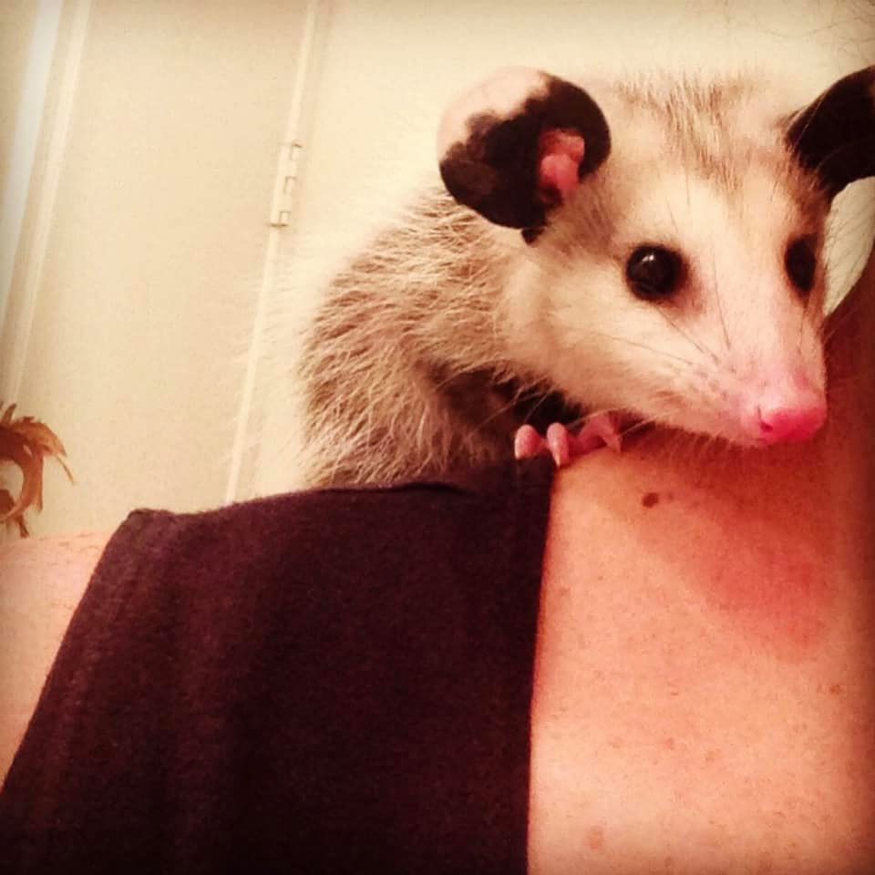Nature's Superhero the Opossum
