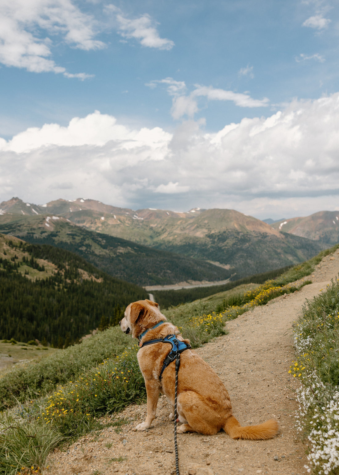 How to hike with your dog
